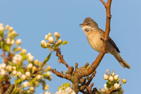 Whitethroat, (Sylvia communis), songbird, animals, birds, genus. of Curruca, NSG Der Spieß,