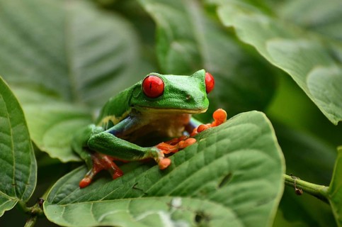 Red-eyed tree frog in Costa Rica