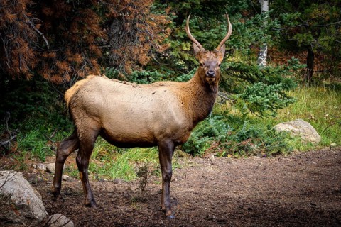 Wapiti in Beautiful autumn landscape scene in mountain in background in Jasper National Park west