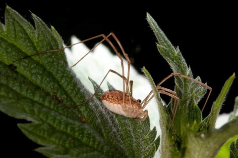 Rilaena triangularis, black-eyed anchor