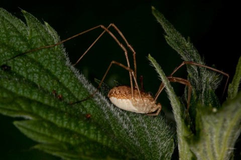 Rilaena triangularis, black-eyed anchor, Harvestman