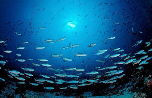 Swarm of neon fusiliers, Pterocaesio tile, Maldives, Indian Ocean, Meemu Atoll