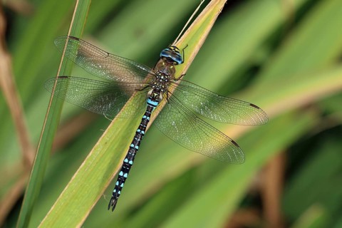 Autumn mosaic damselfly, Aeshna mixta