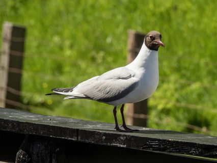 Close-up of a seagull on a wooden beam in front of a green, grassy background, enkhuizen, the