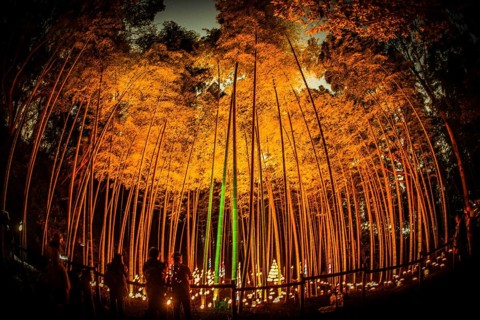 Small-diameter light-up of the bamboo grove (small desk Castle forest of citizen). Shooting