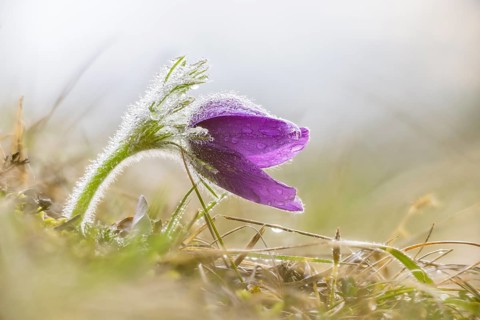 Purple pasque flower (Pulsatilla vulgaris) with dewdrops in a grass field, fresh and calm