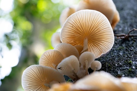 Beech slime mould (Mucidula mucida), fruiting body from below, North Rhine-Westphalia, Germany