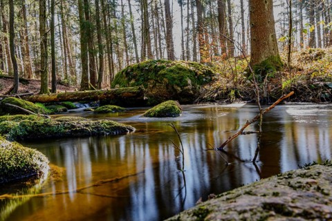 A stream flows quietly through moss-covered stones in a densely wooded area, Höllbachtal, Upper