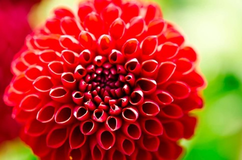 Pompom Dahlia