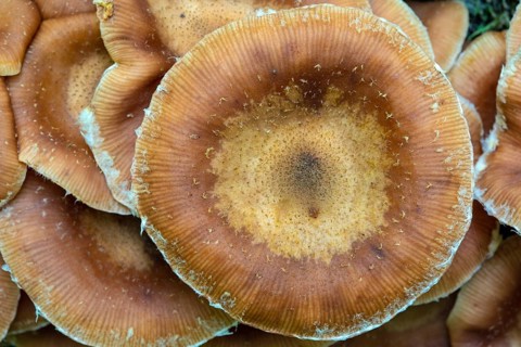 Hallimasche, Armillaria