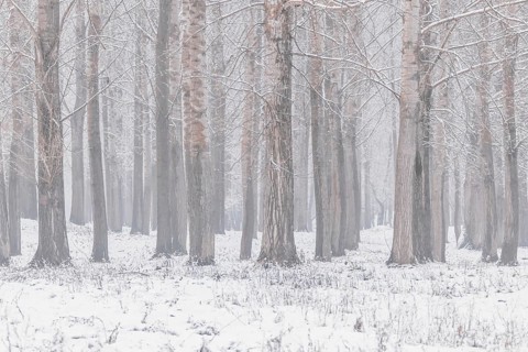 Poplar trees trunks natural background winter edition