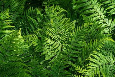 Natural fern pattern. Background with young green fern leaves