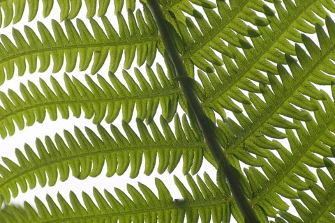 Fern (Osmunda regalis)