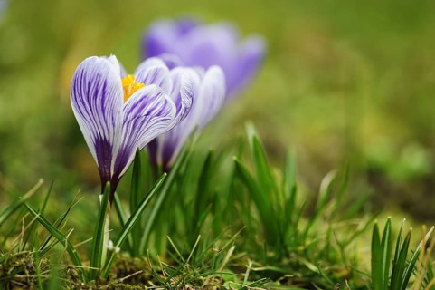 Crocus (Crocus)