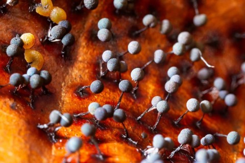 Filamentous fruit slime mould (Badhamia utricularis)