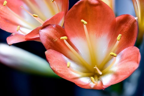 Clivia, Clivia miniata, strap leaf, flowers (Clivia miniata, Flores)