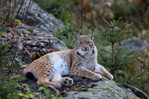 Lynx (Lynx lynx)