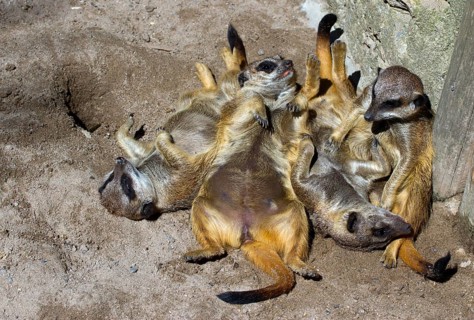 Meerkat gang (Suricata suricatta)