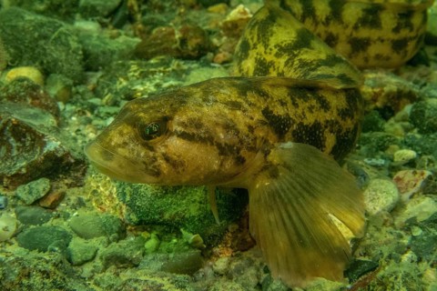 Eelpout (Zoarces Viviparus)