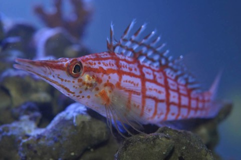 Long-snouted coral guard (Oxycirrhites typus)