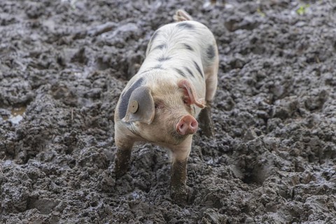 Baby Spotted Bentheimer pig enjoying themselves outdoor in the mud