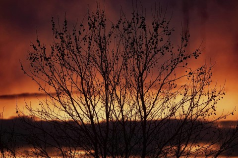 Evening red shrubs in front of reddish and yellow cloud structures, Buchhofen, Bavaria, Germany