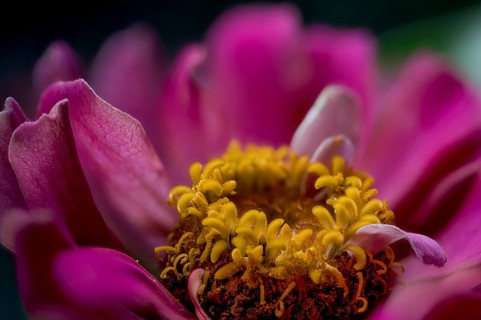 Zinnia, garden zinnia, inflorescence (Zinnia hybrida, Zinnia hortorum, Flores)