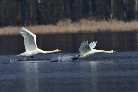 Mute swan (cygnos olor)