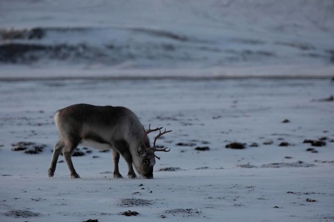 Reindeer (cervidae)