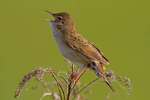 Field warbler (Locustella naevia)