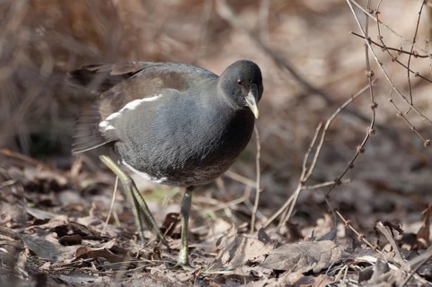Water rail (Gallinula chloropus)