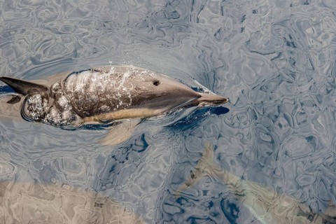 Dolphin (Delphinidae)