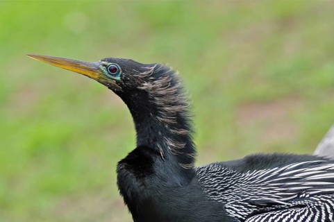 American Darter (Anhinga anhinga)