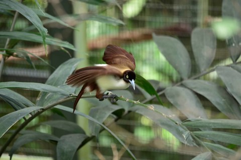 Lesser Bird of paradise, female (Paradisaea minor)