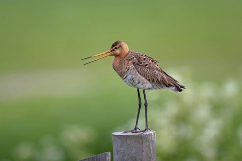 Black-tailed godwit (Limosa limosa)