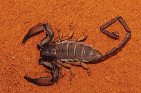 Crevice scorpion (Hadogenes sp.)