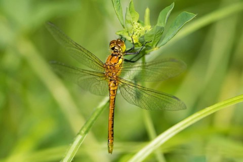 Red-veined darter, female. (Sympetrum fonscolombii)