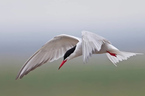 Common Tern (Sterna hirundo)