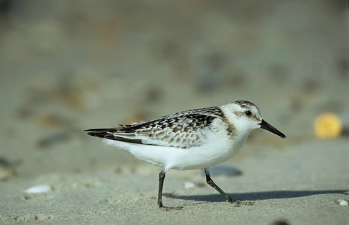 Sanderling (Calidris alba)