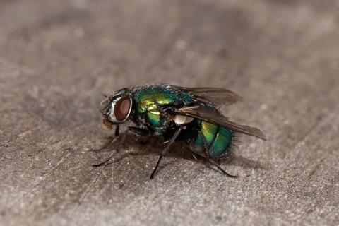 Emperor gold fly (Lucilia sericata)