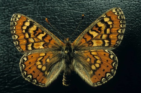Fritillary butterfly specimen (Melitaea sp.)