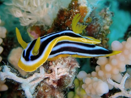 African star snail (Chromodoris africana)
