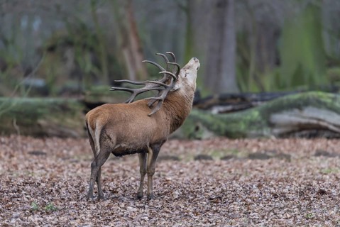 Red deer (Cervus elaphus)
