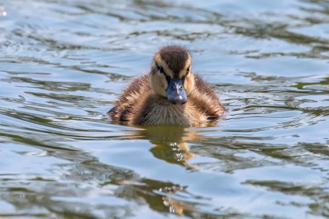 Mallard Duck Baby on water surface, Ducklings Swimming