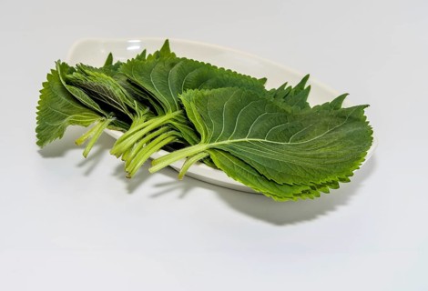 Fresh green sesame leaves neatly arranged on a white plate