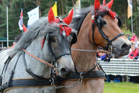 Cold-blooded horses as the titans of the race in Brück, Brandenburg