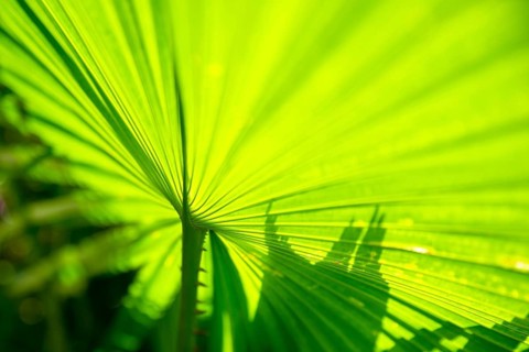 An image of a green palm leaf background