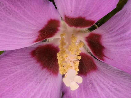 Hibiscus (Hibiscus), marshmallow, flower, macro photograph, Germany