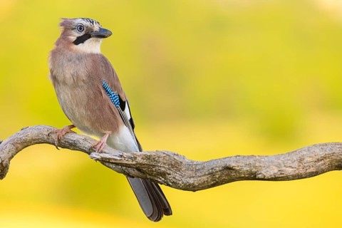 Jay, European Jay, Jay, eurasian jay (Garrulus glandarius), Geai des chênes, Arrendajo Común,