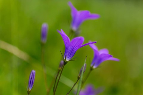 Meadow bellflower, Campanula patula, Veitsch, Styria, Austria